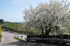 Der südsteirische Frühling ist schon voll ausgebrochen. 