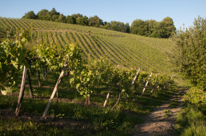 Zahlreiche Wanderwege an der Südsteirischen Weinstraße führen direkt durch die Weinberge.