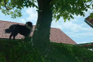 Hofhund Balu wacht stolz über das Treiben in der Buschenschank, fast wie der Löwe im Logo der Familie Stelzl. 