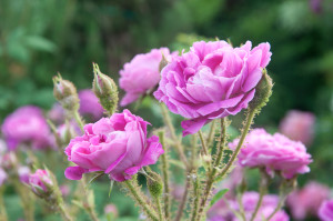 Besonders viel Wert wird auf alte Rosensorten gelegt. Zum Beispiel die Moosrose mit besonders intensiven Duft.