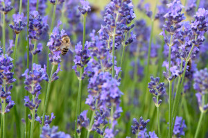 Renates kleine Helfer sind die Bienen. Ohne Bienen gibt es kein pflanzliches Leben und auch keinen Honig, den Renate Polz im Genussregal verkauft. 