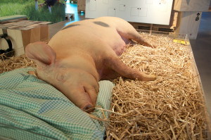 Ein wichtiger Teil der Ausstellung im Genussregal ist den regionalen Lebensmitteln, hier dem Vulcano-Schwein, gewidmet.