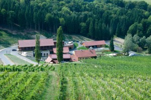 Direkt am Weingarten liegt das Weingut Georgiberg etwas abseits der Weinstraße. 