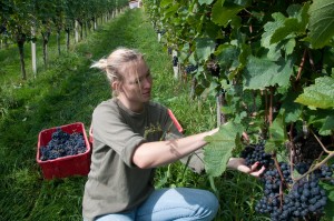 Die Trauben für den Qualitätswein haben noch ein wenig Zeit zu reifen. 