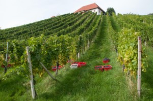 In den Erntewannen befinden sich je 30 Kilo Trauben.