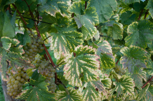 Wenn sich die Weinblätter verfärben ist der steirische Herbst endgültig da. 