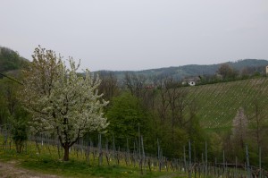 Alles blüht an der südsteirischen Weinstraße. 