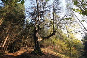 Die wirklich eindrucksvolle Linde (Foto: Ulrike Elsneg)