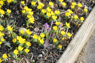 Frühlingsstimmung (Foto: Ulrike Elsneg)