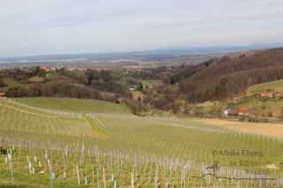 Rebenwanderweg Spielfeld