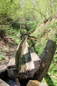 Altenbachklamm Oberhaag (Foto: Ulrike Elsneg)