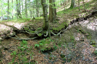 Altenbachklamm Oberhaag (Foto: Ulrike Elsneg)