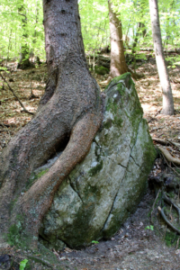 Altenbachklamm Oberhaag (Foto: Ulrike Elsneg)