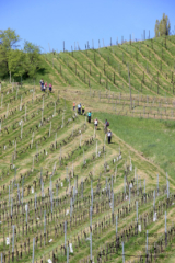 Vinotour Ratsch - Svečina (Foto: Ulrike Elsneg)