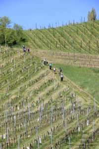 Vinotour Ratsch - Svečina (Foto: Ulrike Elsneg)