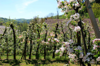 Vinotour Ratsch - Svečina (Foto: Ulrike Elsneg)