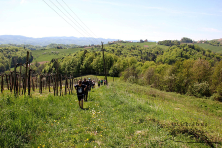 Vinotour Ratsch - Svečina (Foto: Ulrike Elsneg)