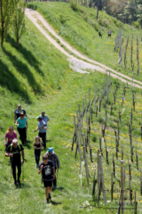 Vinotour Ratsch - Svečina (Foto: Ulrike Elsneg)