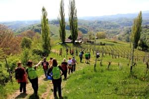 Nordic Walking Vinotour (Foto: Ulrike Elsneg)