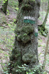 Heiligengeistklamm (Foto: Ulrike Elsneg)