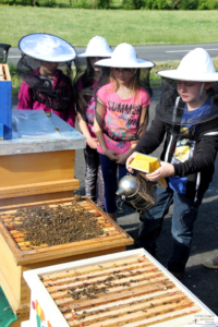 Projekt Bienen Volksschule und Kindergarten Langegg (Foto: Ulrike Elsneg)