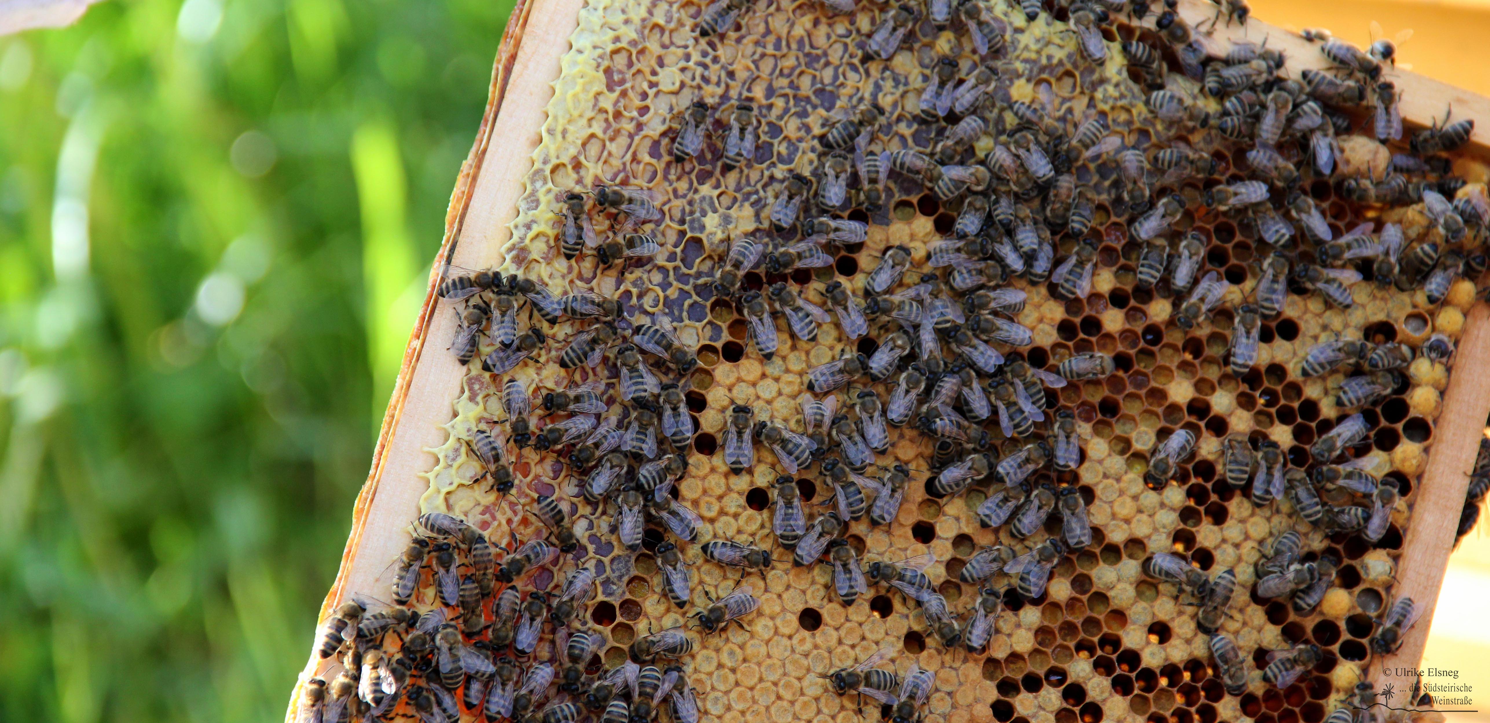 Projekt Bienen Volksschule und Kindergarten Langegg (Foto: Ulrike Elsneg)