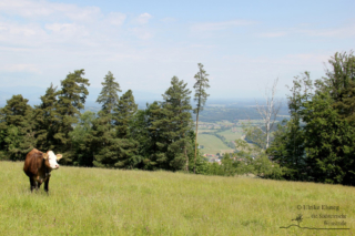 Wandern in Arnfels - Remschnigg (Foto: Ulrike Elsneg)