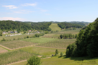 Wandern in Arnfels - Remschnigg (Foto: Ulrike Elsneg)