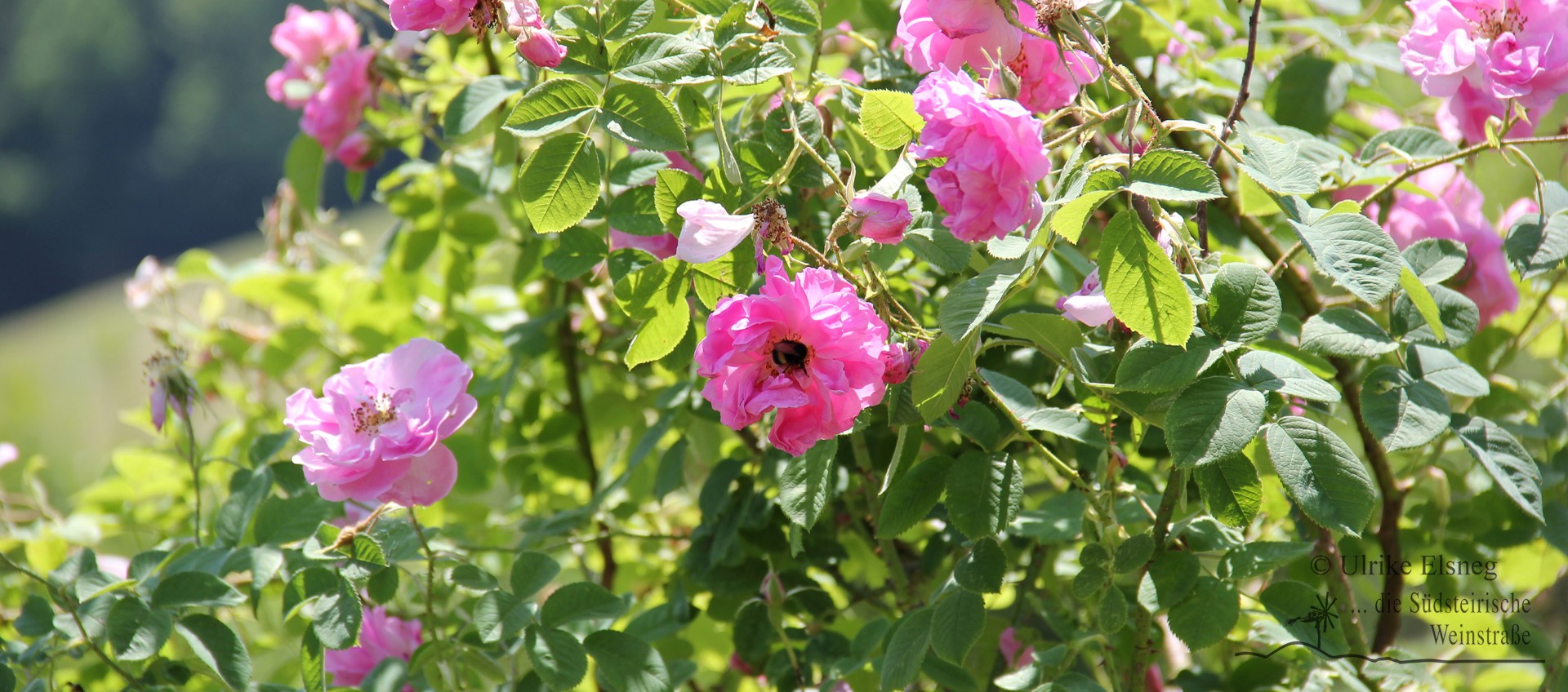 Steirerrose (Foto: Ulrike Elsneg)