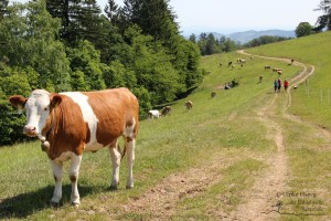 Remschnig Alm - Wandern in Arnfels (Foto: Ulrike Elsneg)