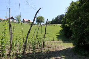 Remschnig Alm - Wandern in Arnfels (Foto: Ulrike Elsneg)