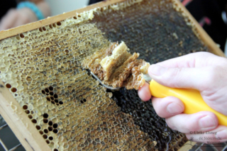 Projekt Bienen VS/Kindergarten Langegg (Foto: Ulrike Elsneg)