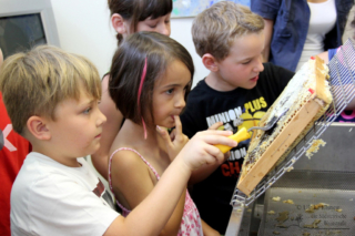 Projekt Bienen VS/Kindergarten Langegg (Foto: Ulrike Elsneg)