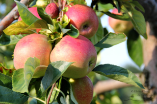 Fruchtsaftverkostung am Obsthof Dietrich - Foto: Ulrike Elsneg