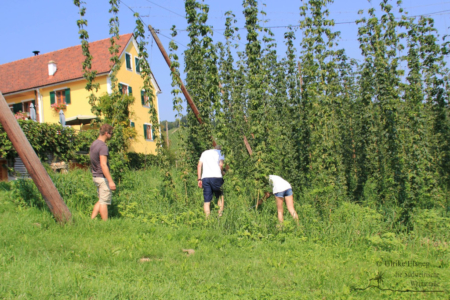 Mini-Golftour in Leutschach an der Weinstraße (Foto: Ulrike Elsneg)