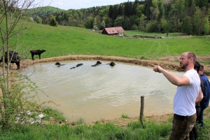 Wasserbüffel an der Weinstraße (c) Ulrike Elsneg