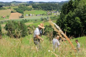 Sensenmähkurs mit Jürgen Rausch-Schott (c) Ulrike Elsneg