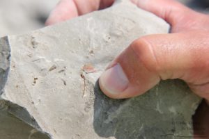 Erlebnis Erdgeschichte - Fossiliensuche in Retznei (c) Ulrike Elsneg TV Die Südsteirische Weinstraße