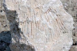 Erlebnis Erdgeschichte - Fossiliensuche in Retznei (c) Ulrike Elsneg TV Die Südsteirische Weinstraße