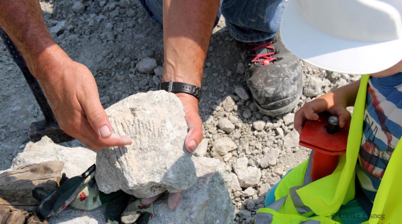 Erlebnis Erdgeschichte - Fossiliensuche in Retznei (c) Ulrike Elsneg TV Die Südsteirische Weinstraße