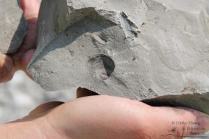 Erlebnis Erdgeschichte - Fossiliensuche in Retznei (c) Ulrike Elsneg TV Die Südsteirische Weinstraße