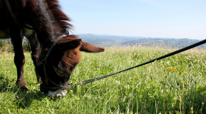 Eselwandern in der Südsteiermark