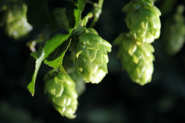 Hopfen