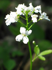 Kleeblättriges Schaumkraut, Cardamine trifolia