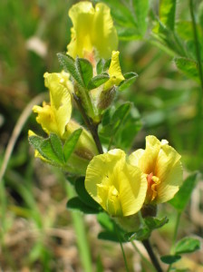 Zwergginster, Chamaecytisus hirsutus