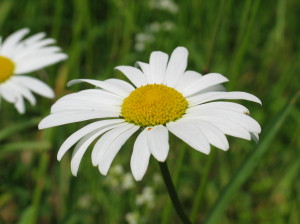 Wiesenmargerite, Leucanthemum vulgare