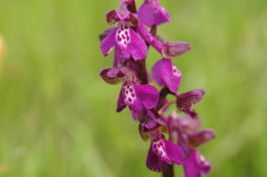 Kleines Knabenkraut, Orchis morio