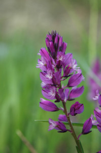 Schopfige Kreuzblume, Polygala comosa