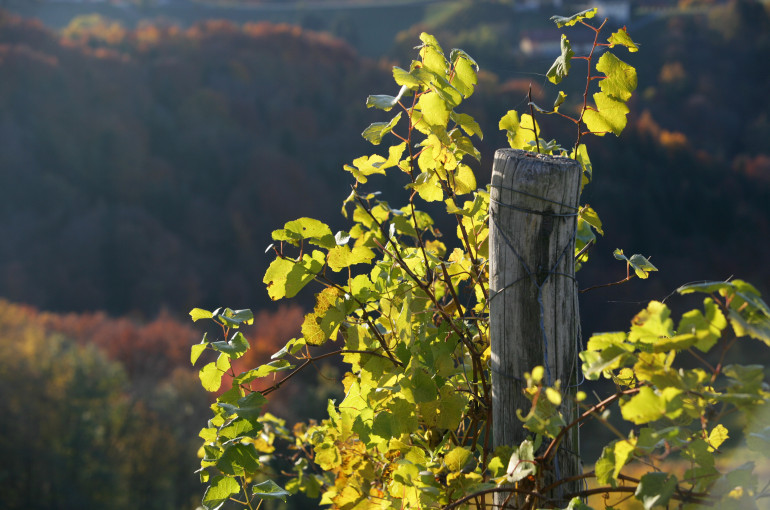 Rebsorten in der Südsteiermark