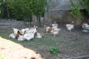 Das Sulmtaler Huhn